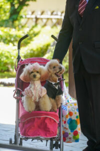 ペットとウェディングフォト　ブライダル衣装を着た愛犬のトイプードル