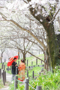 桜の東山動植物園で和装前撮りロケーション　和傘をさす新郎新婦